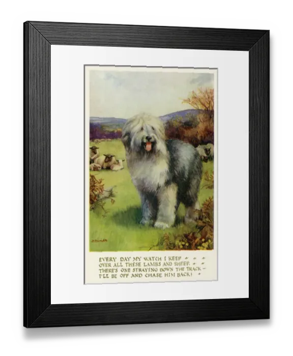 Framed Print : Old English sheep dog Framed Print : Old English sheep dog