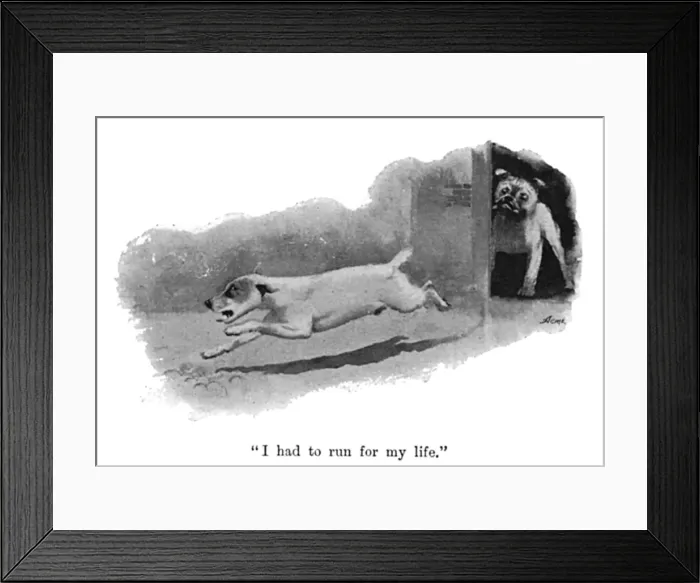 Framed Print : Illustration by Cecil Aldin, Spot runs away from a bulldog Framed Print : Illustration by Cecil Aldin, Spot runs away from a bulldog