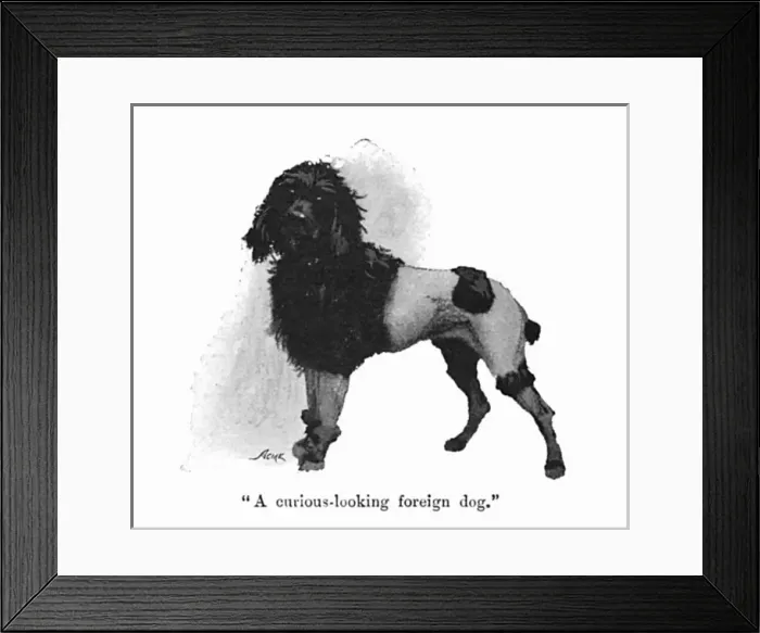 Framed Print : Illustration by Cecil Aldin, Spot meets a poodle Framed Print : Illustration by Cecil Aldin, Spot meets a poodle