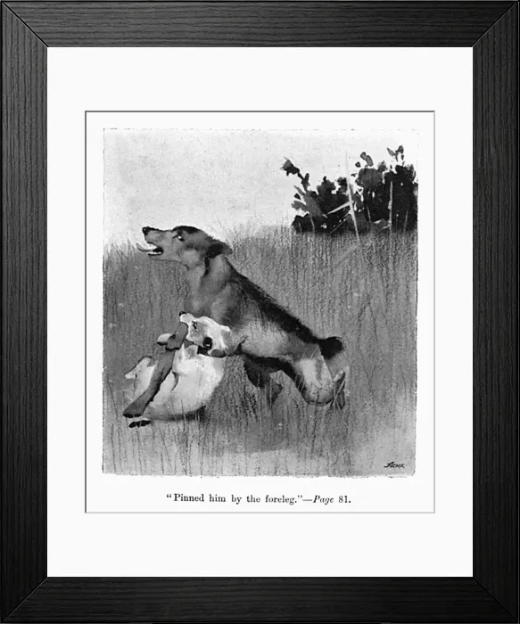 Framed Print : Illustration by Cecil Aldin, Spot fights a bigger dog Framed Print : Illustration by Cecil Aldin, Spot fights a bigger dog