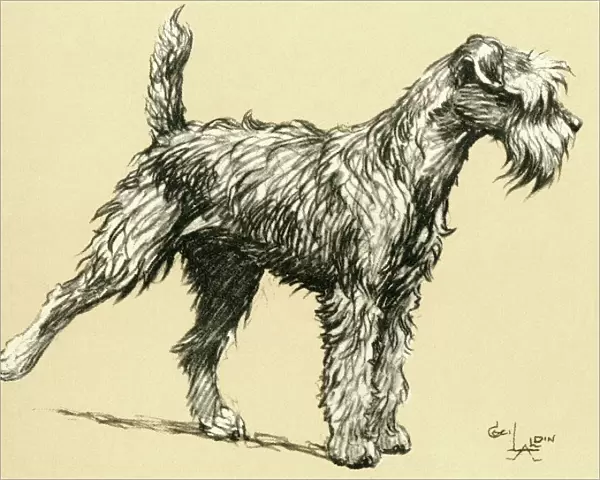 Illustration by Cecil Aldin, Kerry Blue terrier