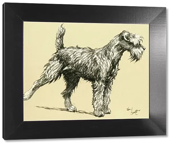 Illustration by Cecil Aldin, Kerry Blue terrier