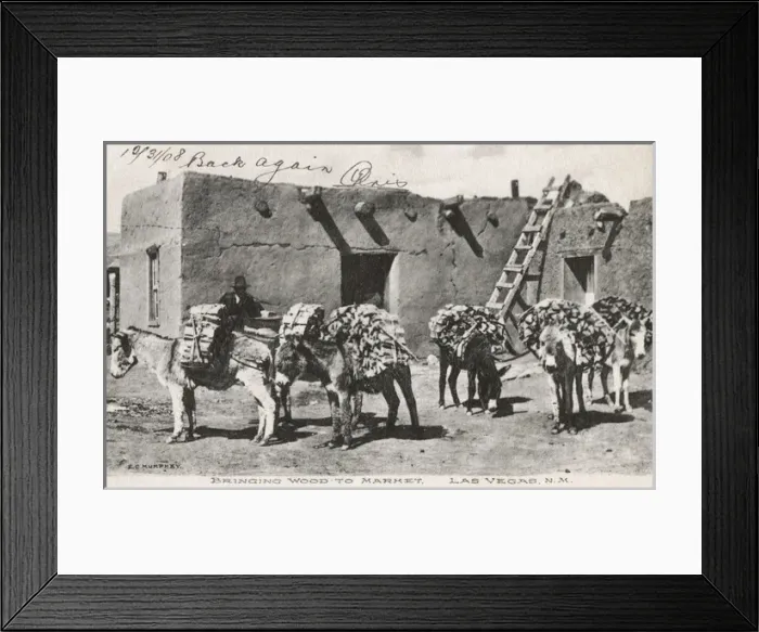 Framed Print : Donkeys carrying wood, Las Vegas, New Mexico, USA Framed Print : Donkeys carrying wood, Las Vegas, New Mexico, USA