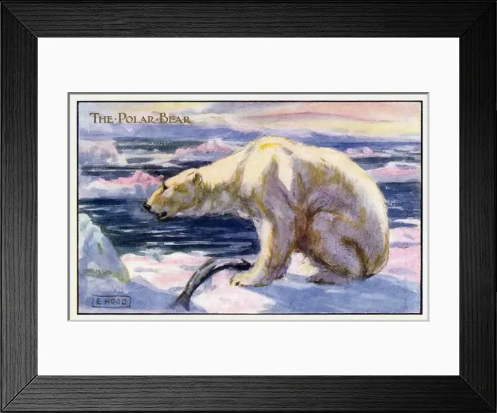 Framed Print : Polar bear Framed Print : Polar bear