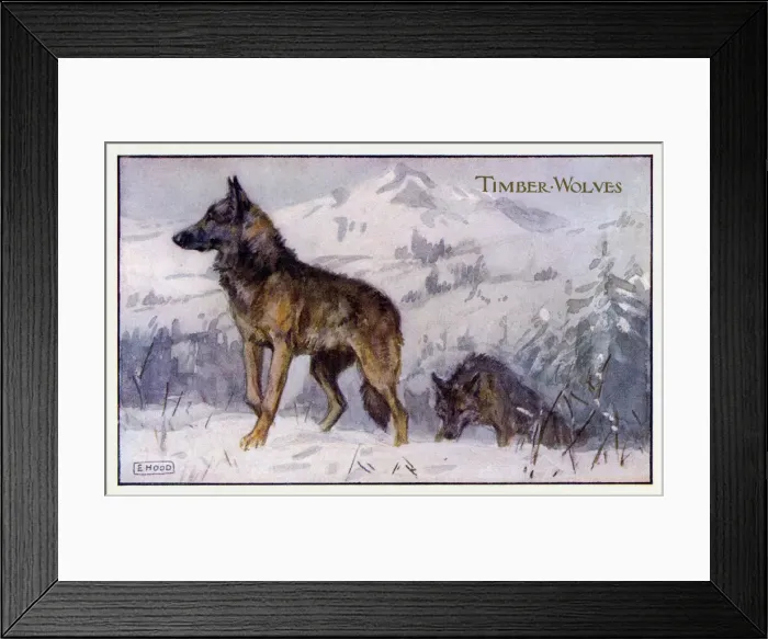 Framed Print : Timber wolves Framed Print : Timber wolves