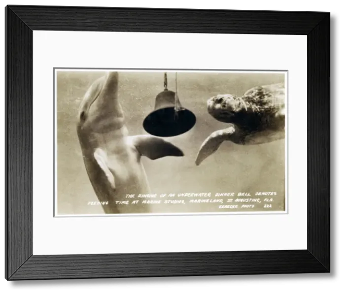 Framed Print : Underwater bell, Marine Studios, Marineland, Florida, USA Framed Print : Underwater bell, Marine Studios, Marineland, Florida, USA