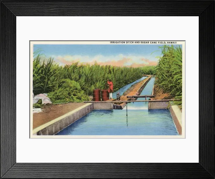Framed Print : Irrigation ditch and sugar cane field, Hawaii, USA Framed Print : Irrigation ditch and sugar cane field, Hawaii, USA