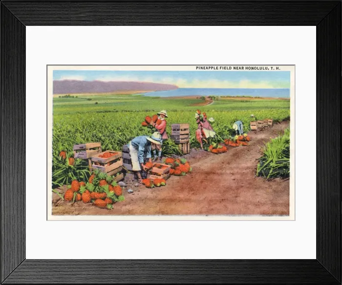 Framed Print : Pineapple field near Honolulu, Hawaii, USA Framed Print : Pineapple field near Honolulu, Hawaii, USA