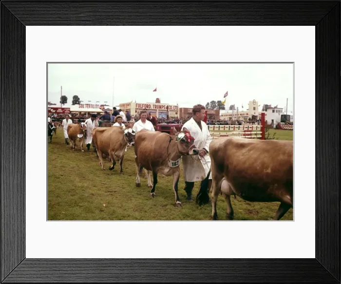 Framed Print : Display of cattle at annual County Show, Devon Framed Print : Display of cattle at annual County Show, Devon