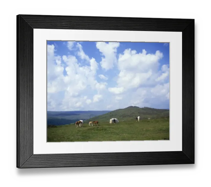Framed Print : Dartmoor ponies at Sharp Tor, Devon Framed Print : Dartmoor ponies at Sharp Tor, Devon
