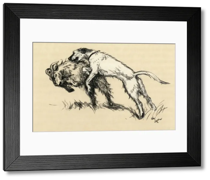 Framed Print : Illustration by Cecil Aldin, a dog who attacked goats