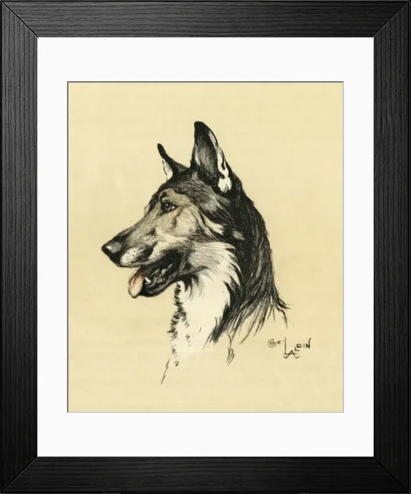 Framed Print : Illustration by Cecil Aldin, Alsatian head study Framed Print : Illustration by Cecil Aldin, Alsatian head study
