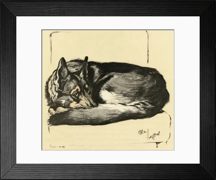 Framed Print : Illustration by Cecil Aldin, Alsatian curled up Framed Print : Illustration by Cecil Aldin, Alsatian curled up