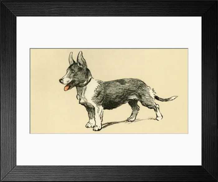 Framed Print : Illustration by Cecil Aldin, a corgi dog Framed Print : Illustration by Cecil Aldin, a corgi dog