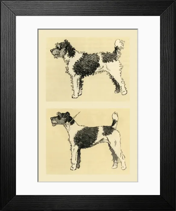 Framed Print : Illustration by Cecil Aldin, terrier before and after Framed Print : Illustration by Cecil Aldin, terrier before and after