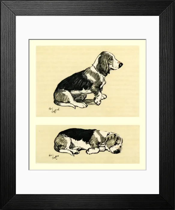 Framed Print : Illustration by Cecil Aldin, a basset hound Framed Print : Illustration by Cecil Aldin, a basset hound