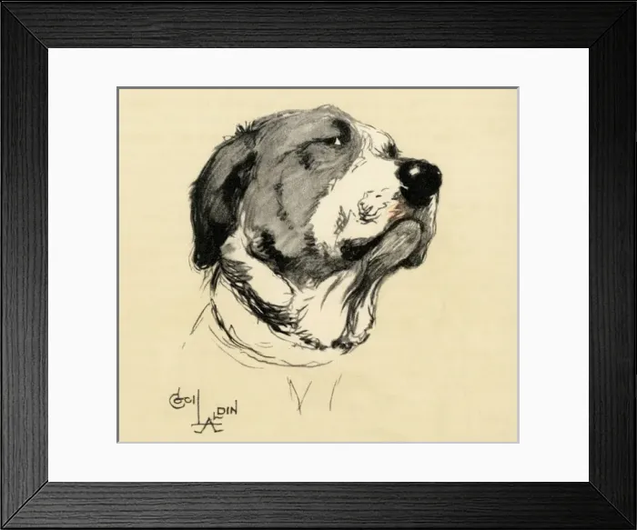 Framed Print : Illustration by Cecil Aldin, Saint Bernard posing Framed Print : Illustration by Cecil Aldin, Saint Bernard posing