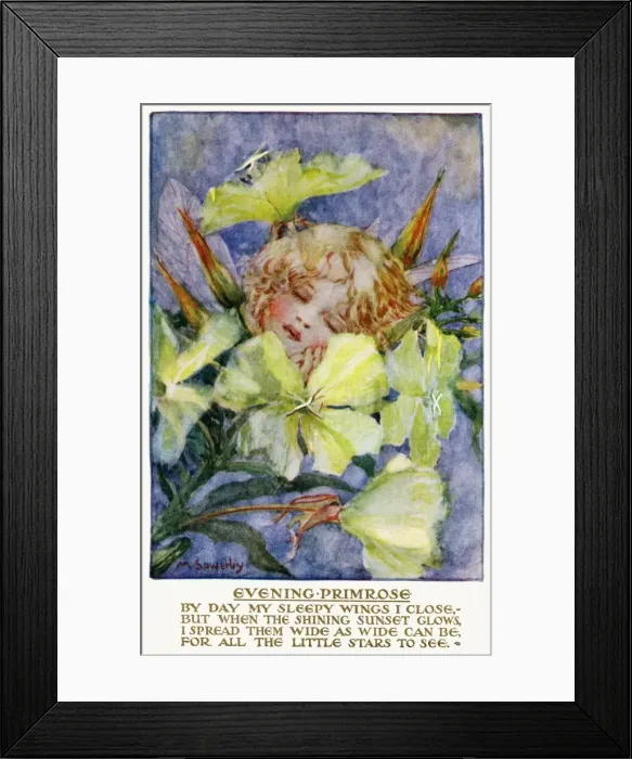 Framed Print : Evening primrose Framed Print : Evening primrose