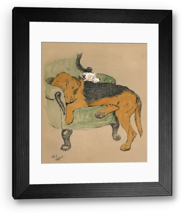 Framed Print : Illustration by Cecil Aldin, Mac Framed Print : Illustration by Cecil Aldin, Mac