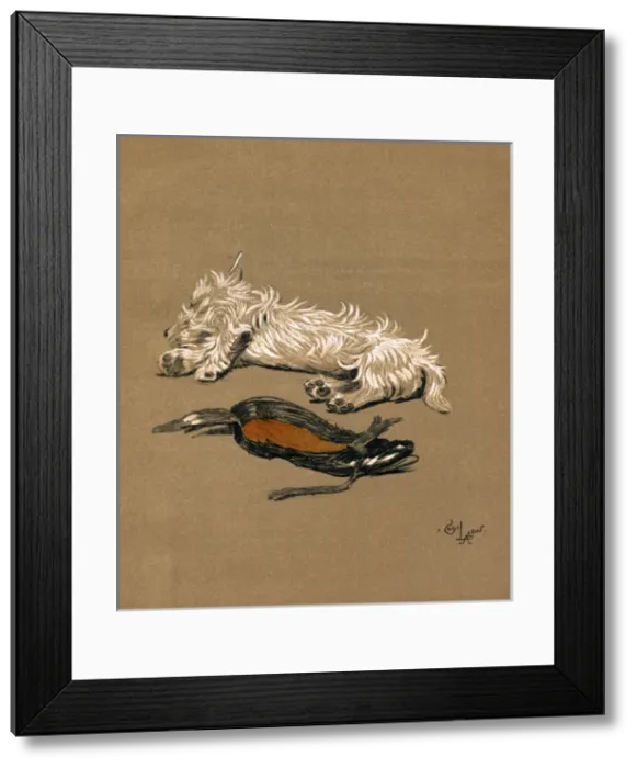 Framed Print : Illustration by Cecil Aldin, Mac Framed Print : Illustration by Cecil Aldin, Mac