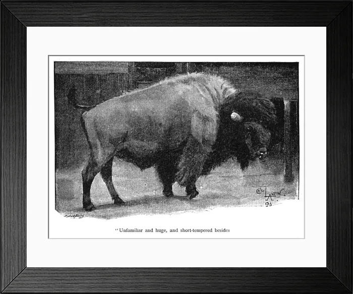 Framed Print : Illustration, American bison in a zoo Framed Print : Illustration, American bison in a zoo