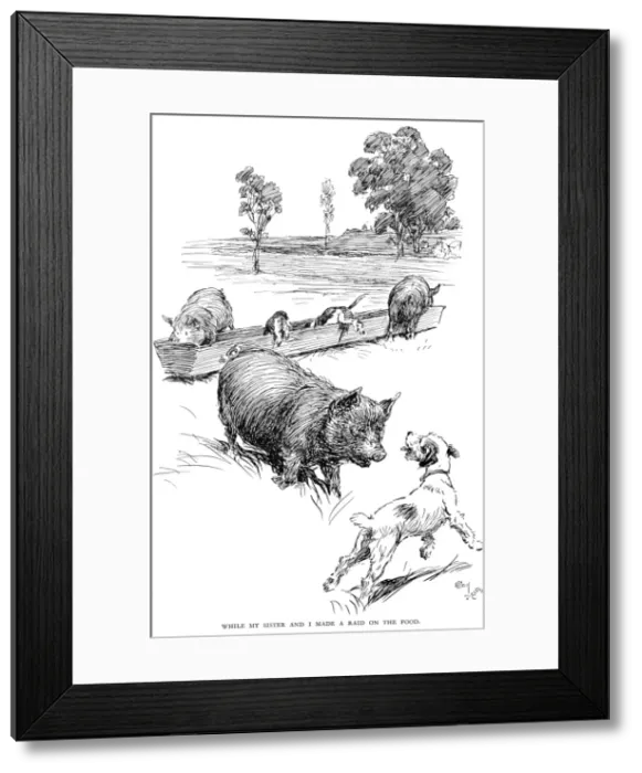 Framed Print : Illustration by Cecil Aldin, Hotspur the Beagle Framed Print : Illustration by Cecil Aldin, Hotspur the Beagle