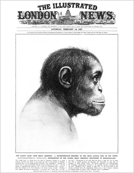 Young Australopithecus africanus