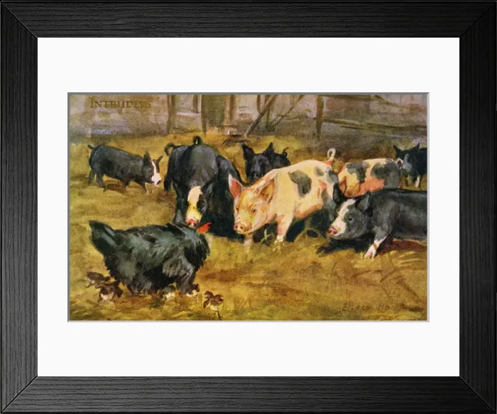 Framed Print : Chicken & pigs Framed Print : Chicken & pigs