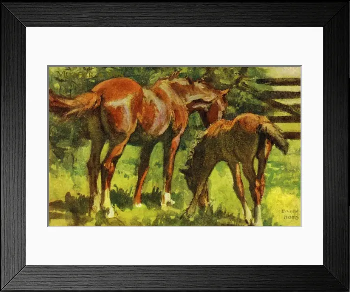 Framed Print : Horse & foal Framed Print : Horse & foal