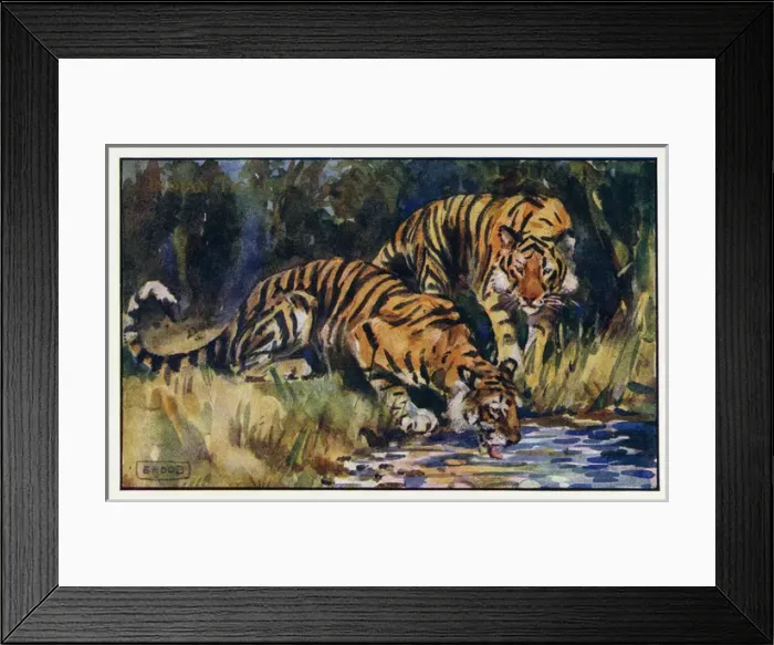Framed Print : Indian tiger Framed Print : Indian tiger