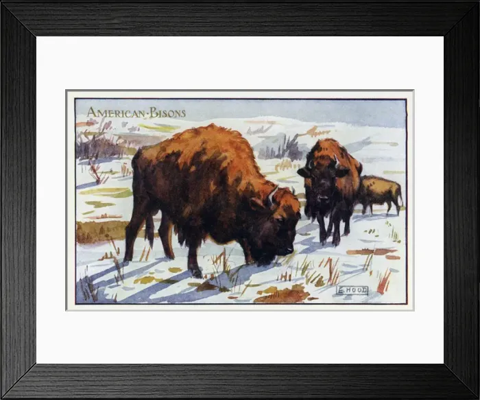 Framed Print : American bisons Framed Print : American bisons