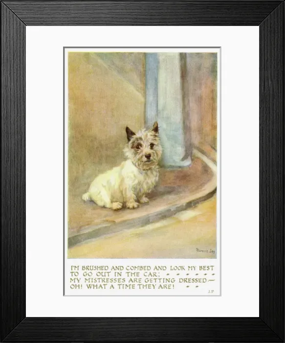 Framed Print : Scotch terrier Framed Print : Scotch terrier