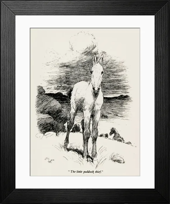 Framed Print : Illustration by Cecil Aldin, The Wild Horses of Iceland Framed Print : Illustration by Cecil Aldin, The Wild Horses of Iceland