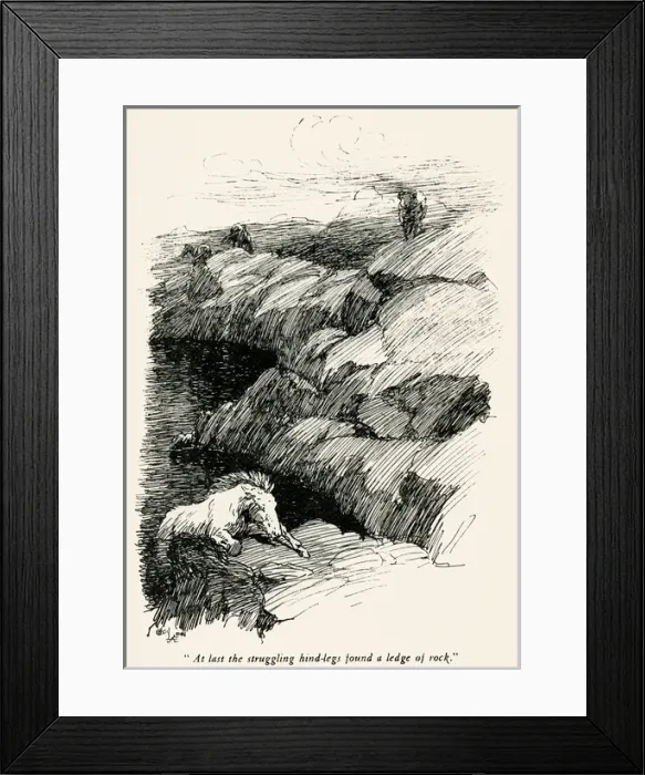 Framed Print : Illustration by Cecil Aldin, The Wild Horses of Iceland Framed Print : Illustration by Cecil Aldin, The Wild Horses of Iceland