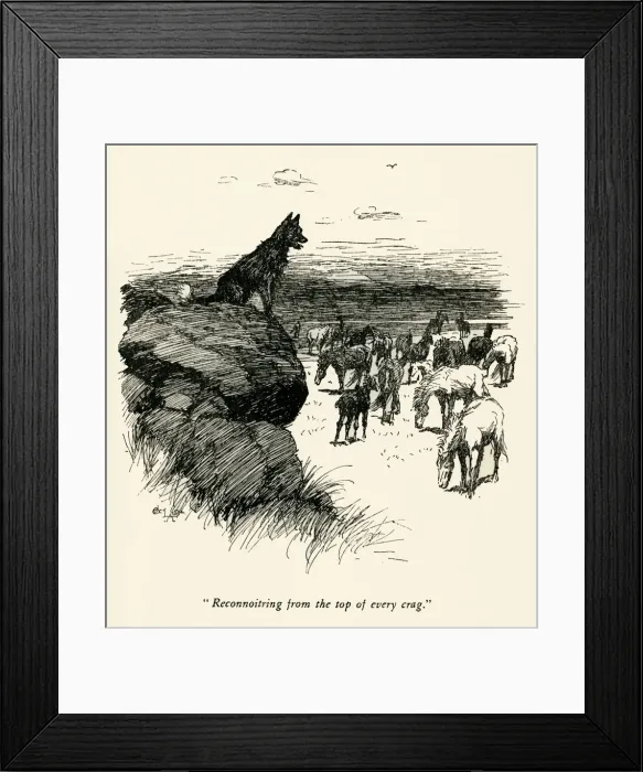 Framed Print : Illustration by Cecil Aldin, The Wild Horses of Iceland Framed Print : Illustration by Cecil Aldin, The Wild Horses of Iceland