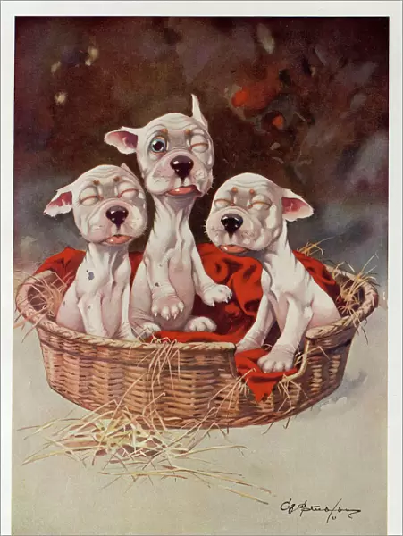 Studdy - Three newborn puppies slowly open their eyes