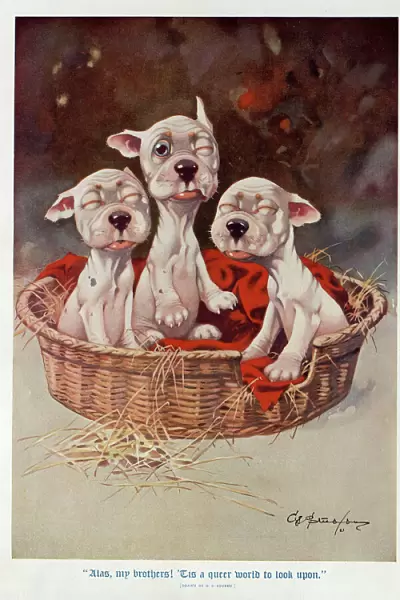 Studdy - Three newborn puppies slowly open their eyes