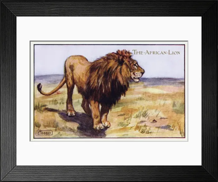 Framed Print : African lions Framed Print : African lions