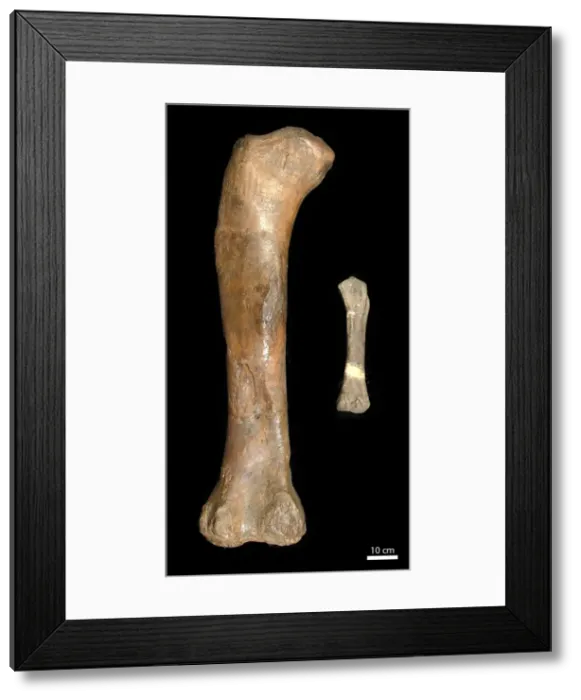 Framed Print : Magyarosaurus sp. & Cetiosaurus oxoniensis Framed Print : Magyarosaurus sp. & Cetiosaurus oxoniensis