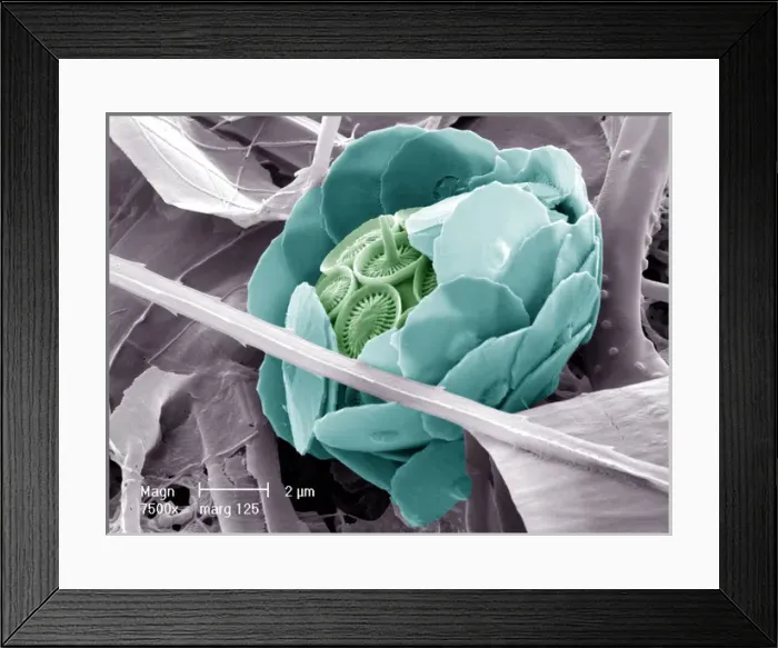Framed Print : Syracosphaera anthos Framed Print : Syracosphaera anthos