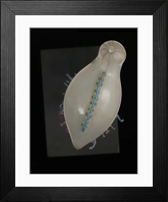 Framed Print : Physalia pelagica, jellyfish Framed Print : Physalia pelagica, jellyfish