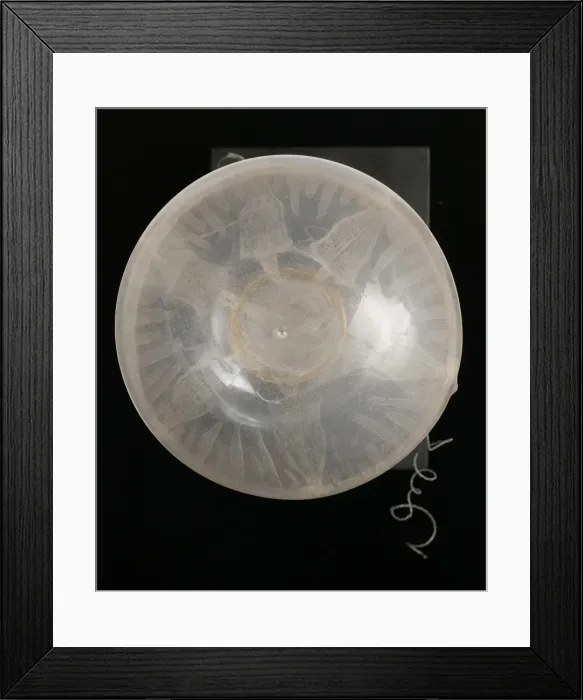 Framed Print : Rhegmatodes thalassina, jellyfish model Framed Print : Rhegmatodes thalassina, jellyfish model