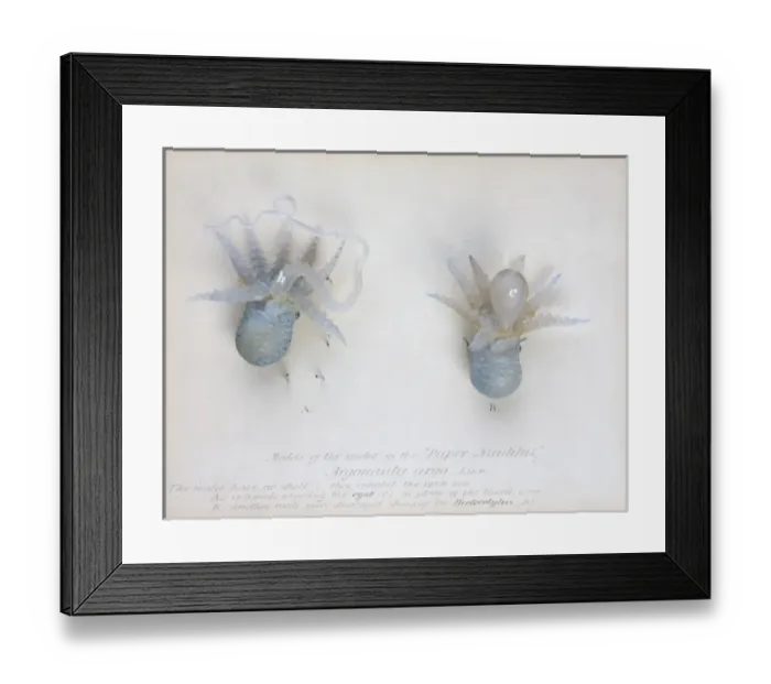 Framed Print : Argonauta argo (males), octopus Framed Print : Argonauta argo (males), octopus