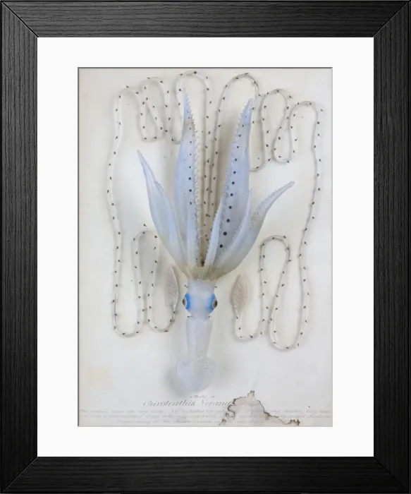 Framed Print : Enoploteuthis veranii, squid Framed Print : Enoploteuthis veranii, squid