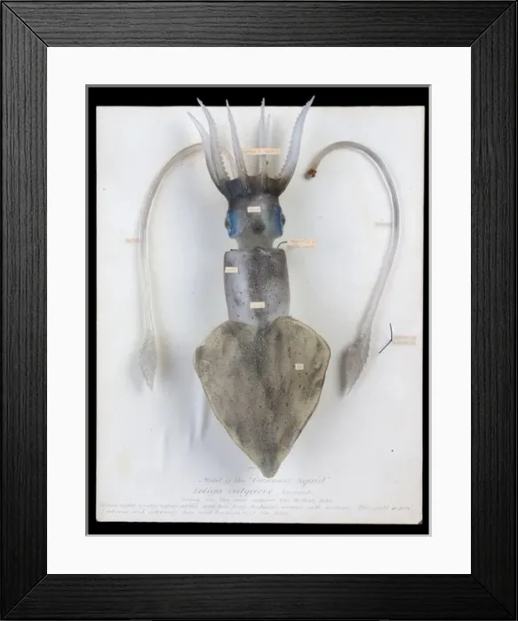 Framed Print : Loligo vulgaris, squid Framed Print : Loligo vulgaris, squid