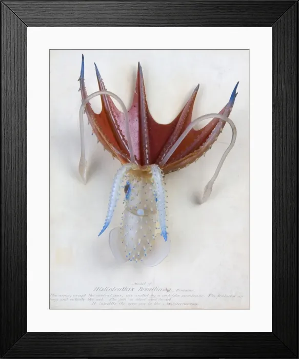 Framed Print : Histioteuthis bonelliana, squid Framed Print : Histioteuthis bonelliana, squid