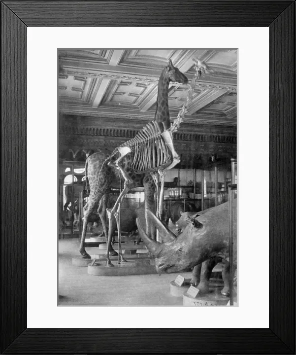 Framed Print : Mammal Pavilion. 5th July 1892 Framed Print : Mammal Pavilion. 5th July 1892