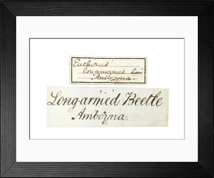 Framed Print : Wallaces Long armed beetle Framed Print : Wallaces Long armed beetle