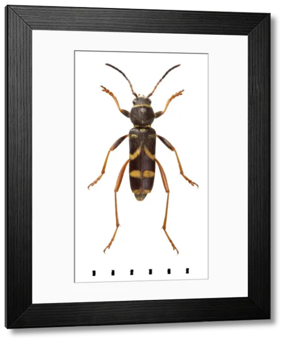 Framed Print : Clytus arietis, Wasp beetle Framed Print : Clytus arietis, Wasp beetle
