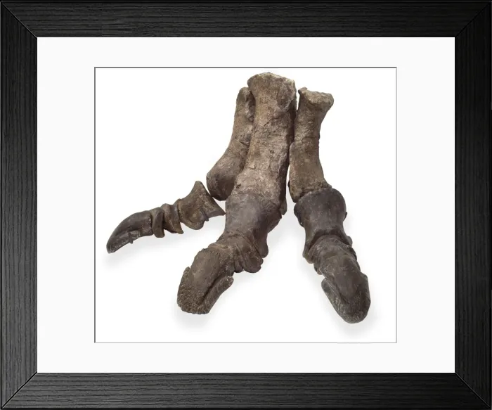 Framed Print : Iguanodon foot Framed Print : Iguanodon foot